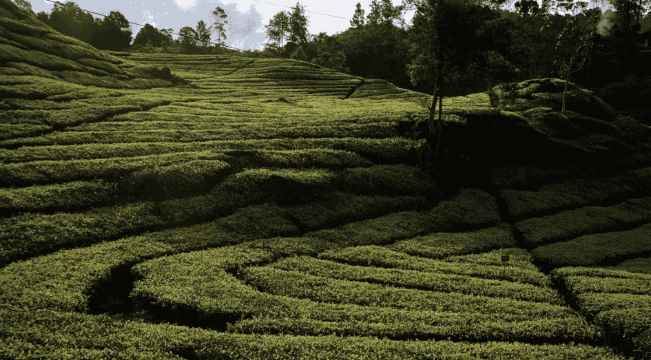 Hamparan luas kebun teh Rancabali Ciwidey. Spot foto Instagramable di Bandung Selatan.