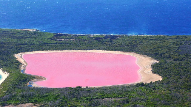 Fenomena warna merah muda Danau Retba di Senegal yang dihasilkan oleh mikroalga Dunaliella salina di tengah kadar garam yang tinggi.